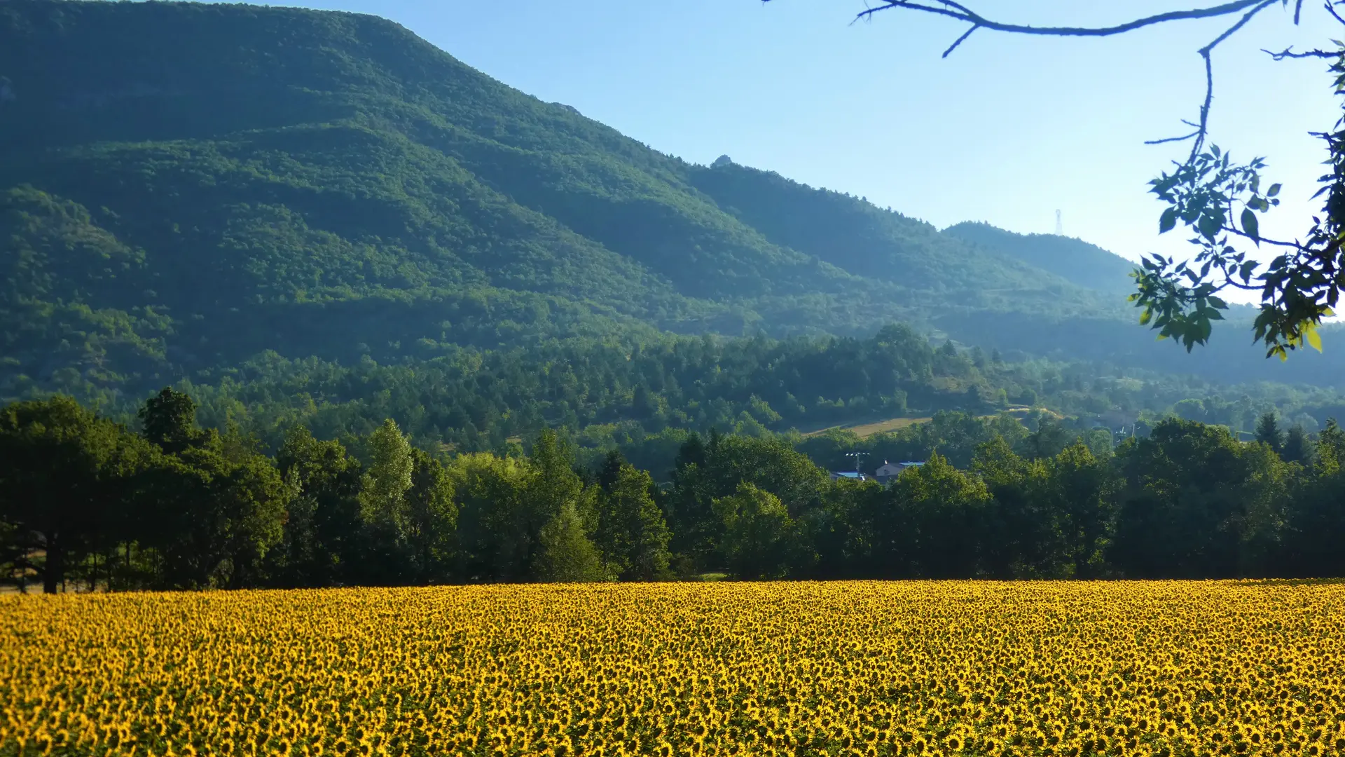 Champ de tournesols