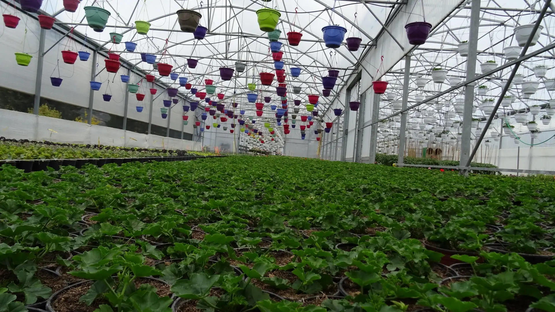 Horticulture Signoret