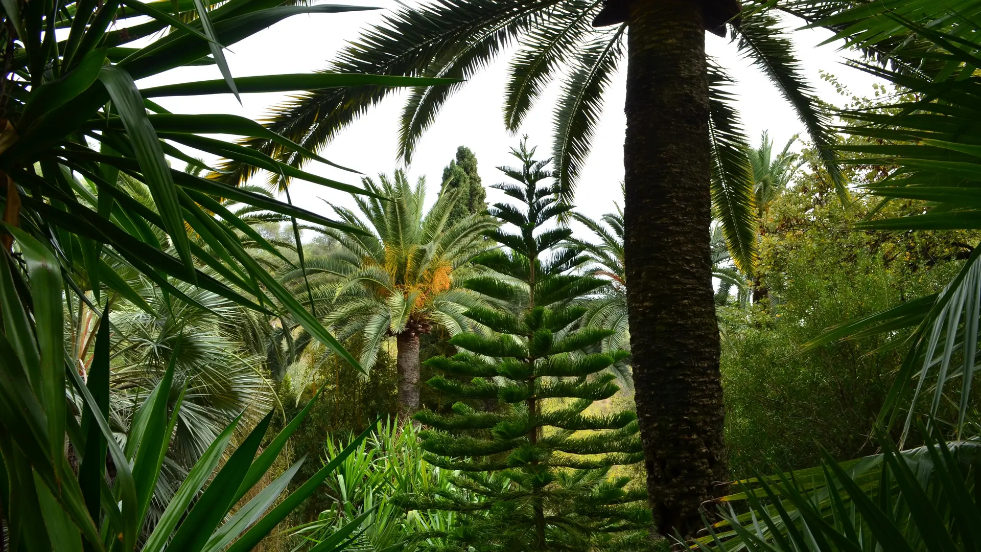 Palmiers et Araucaria