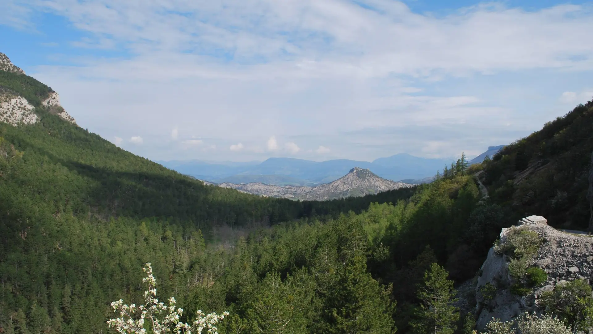 Paysage forestier et sauvage