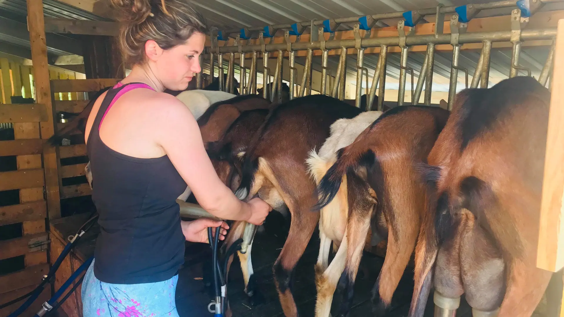 La Ferme de Mlle Clémence