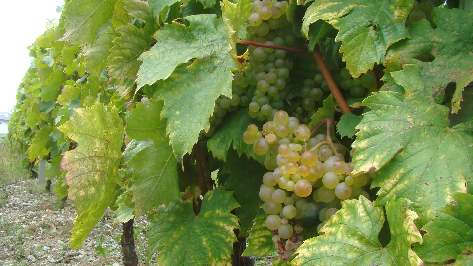 Vignes et raisins