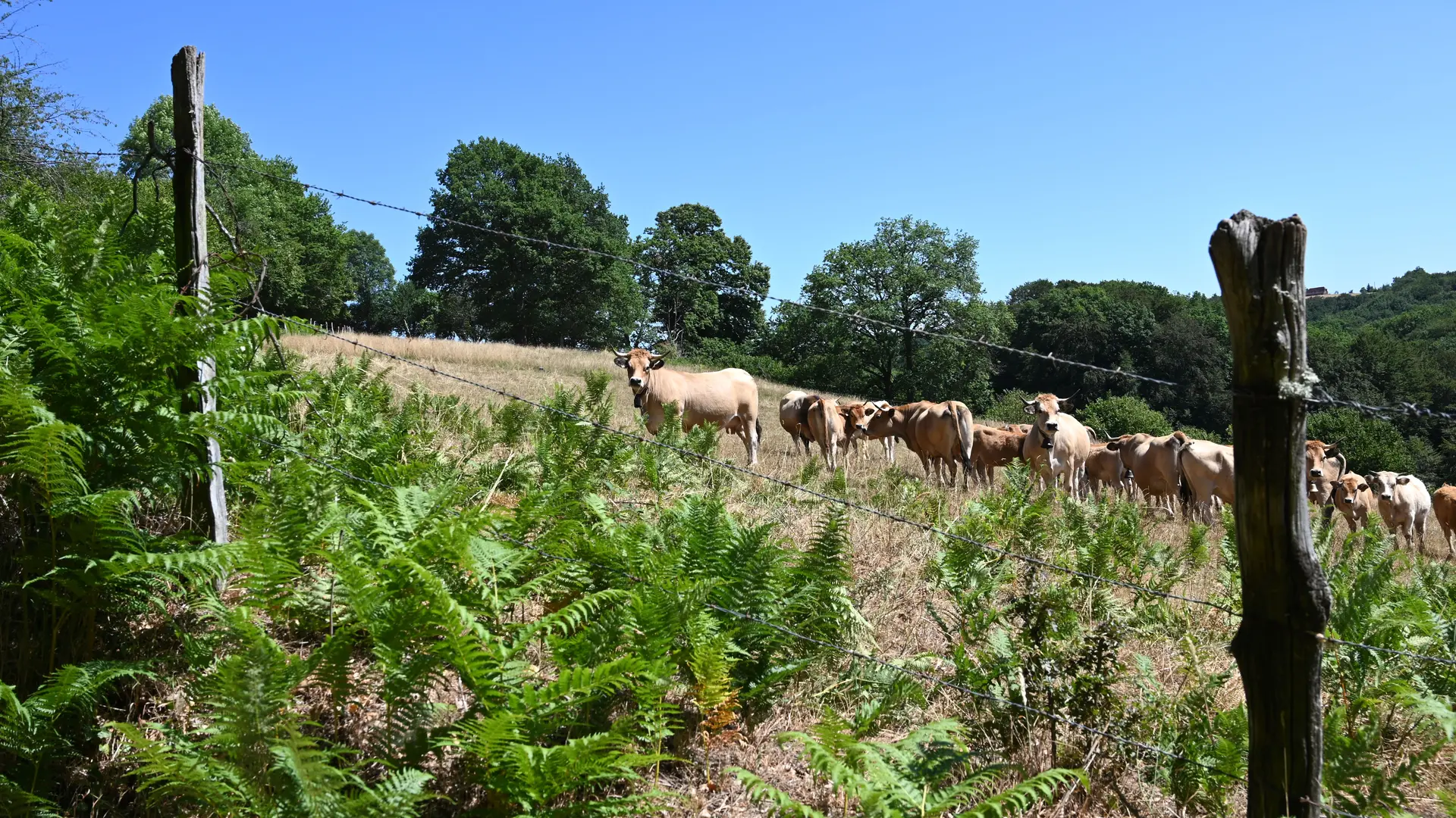 Troupeau de vaches