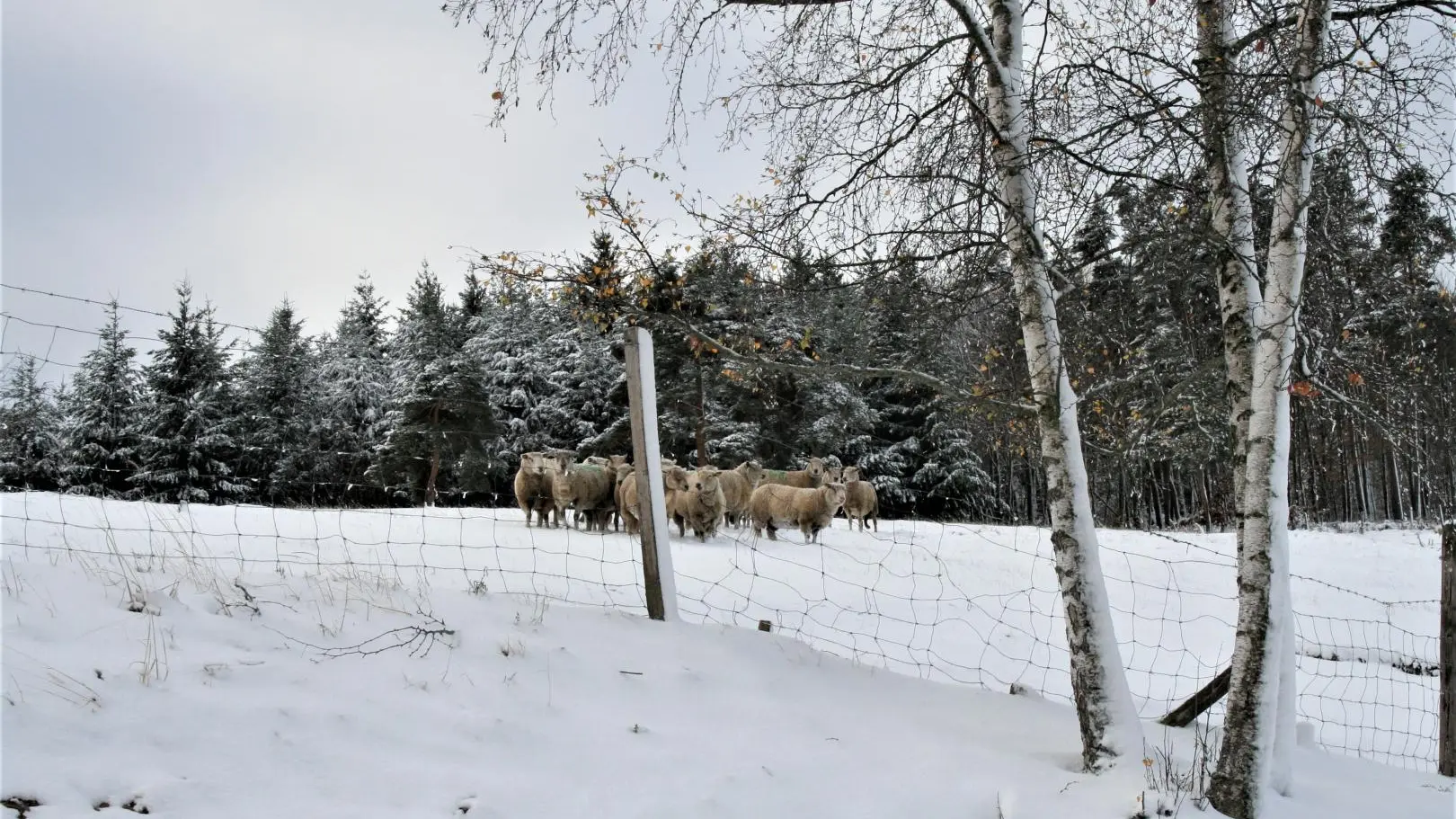 LUGE dans les prés TOUT AUTOUR DU GITE