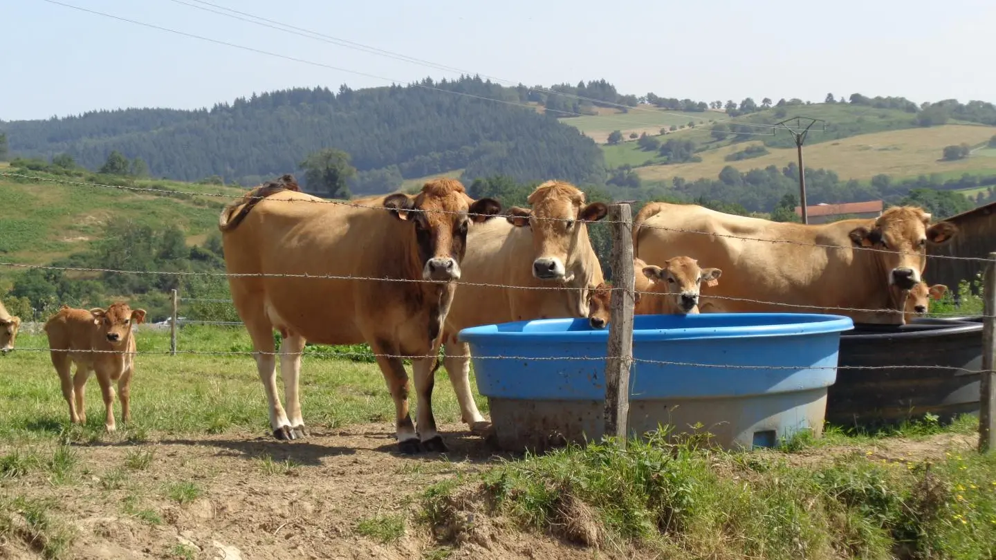 vache Aubrac