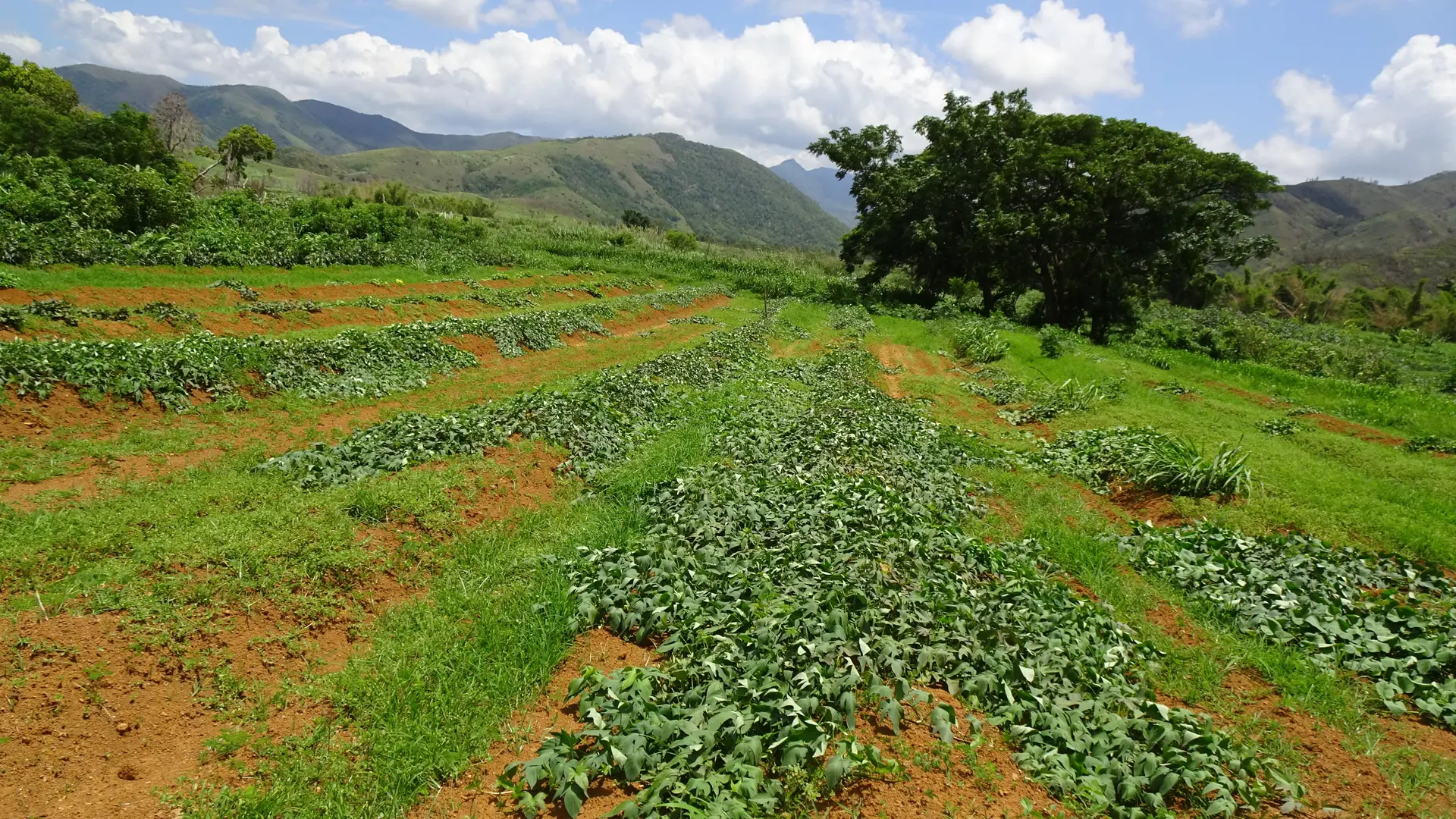 Champs de patate douce - Accueil en tribu - Xwâcöö