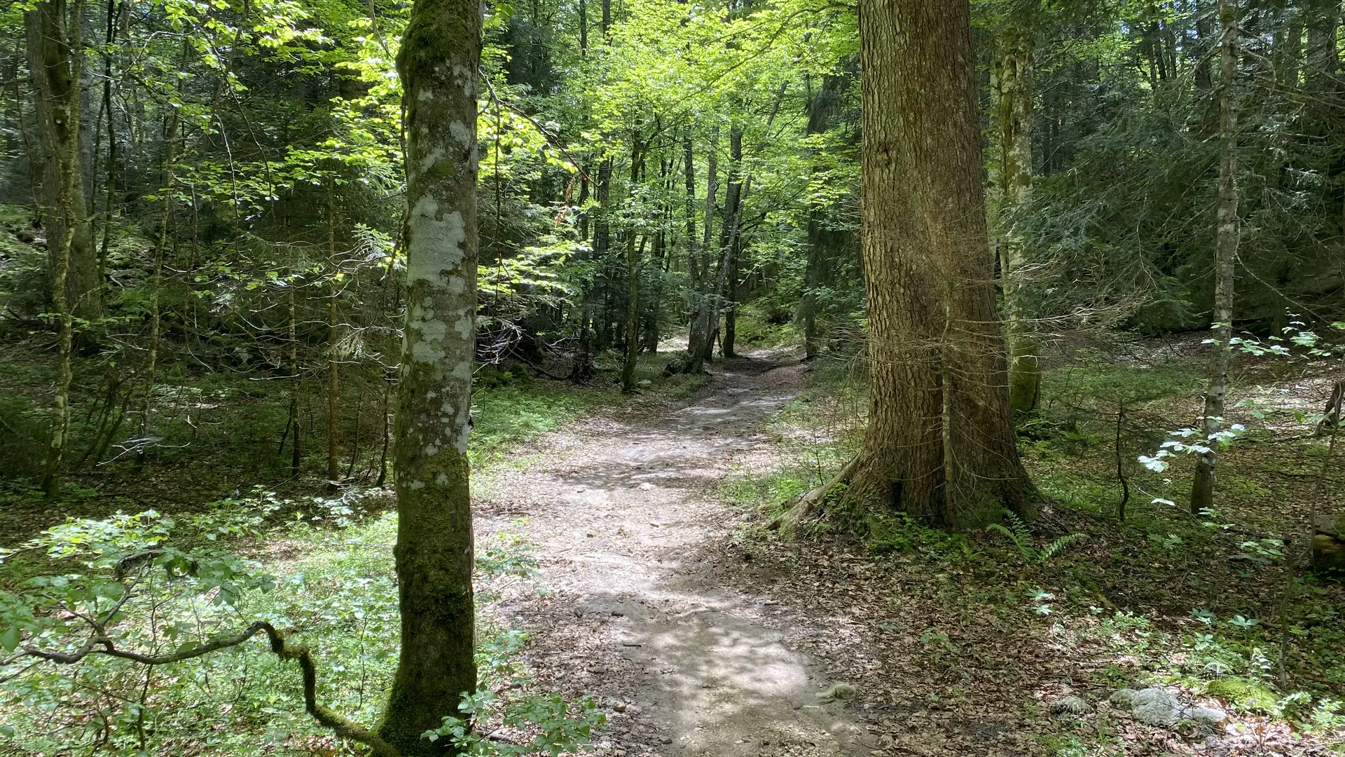 Forêt la Féclaz