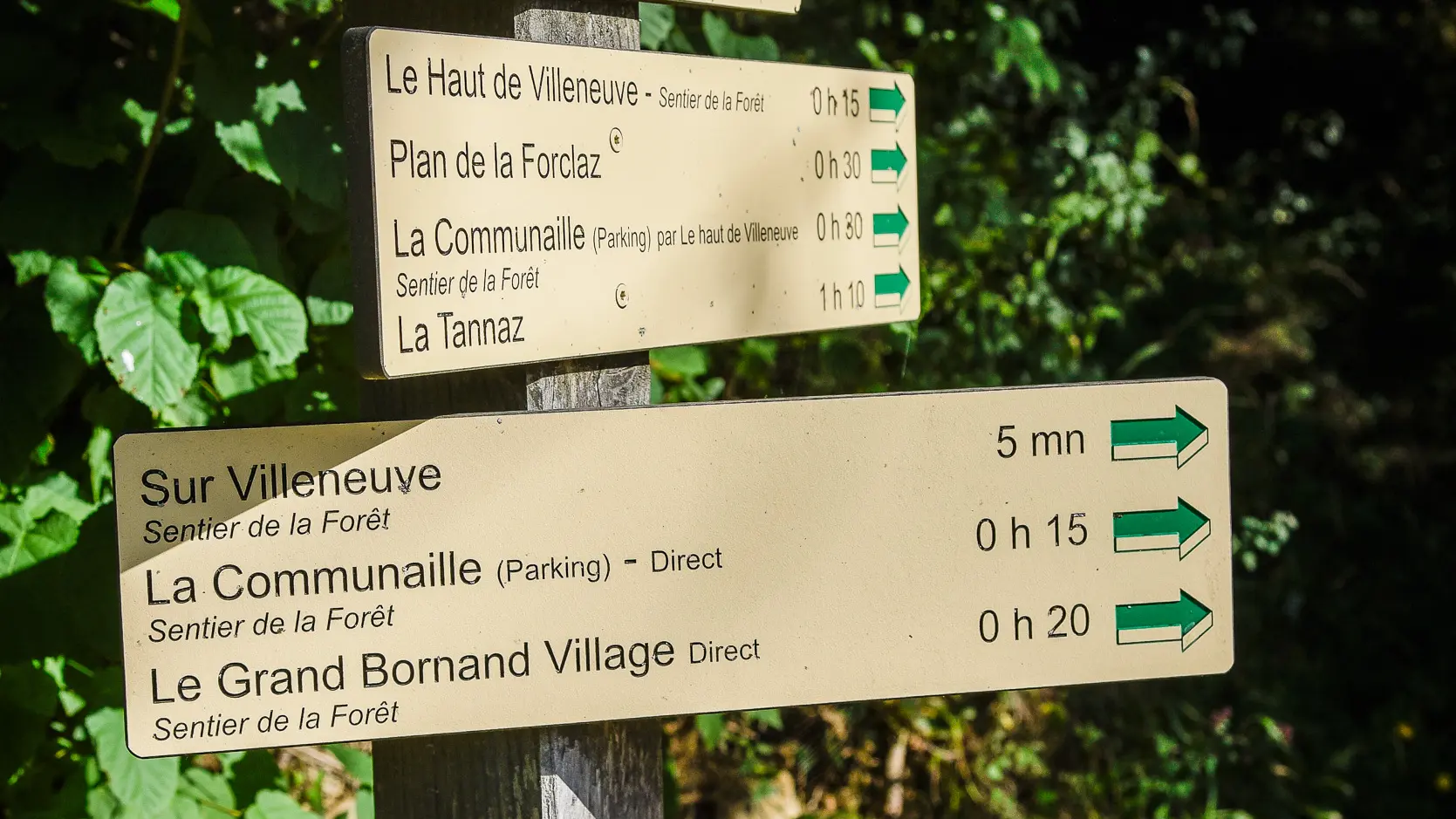sentier de la forêt 5