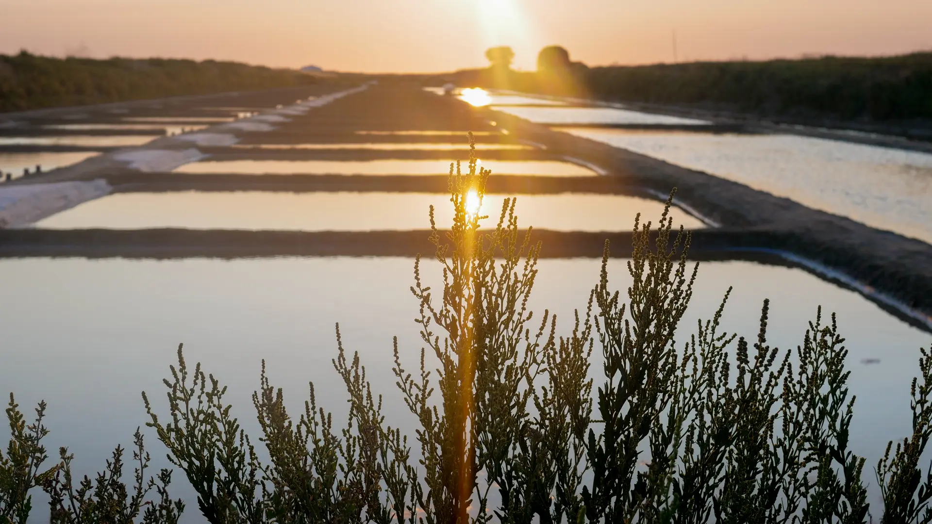 Marais salants