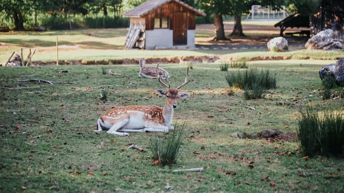 Parc_des_Dronieres