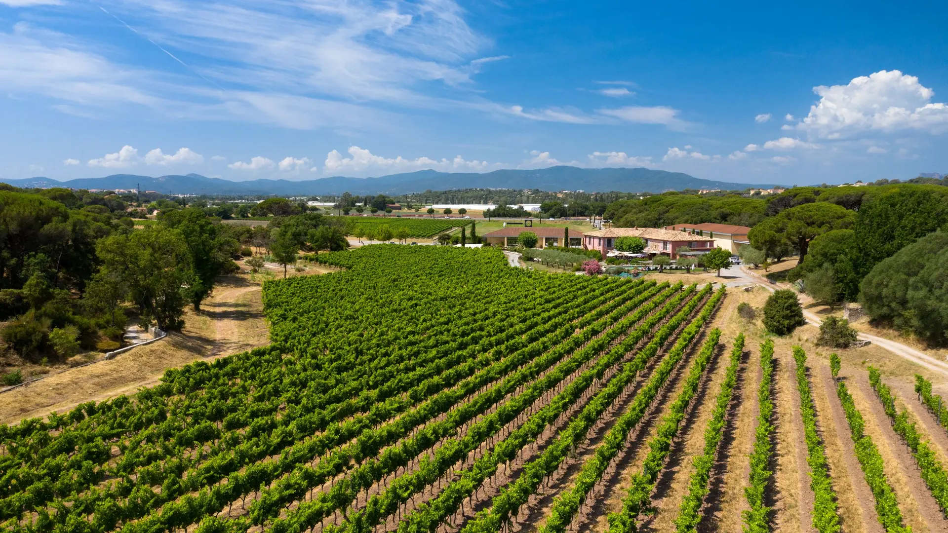 Les secrets des vins de Provence