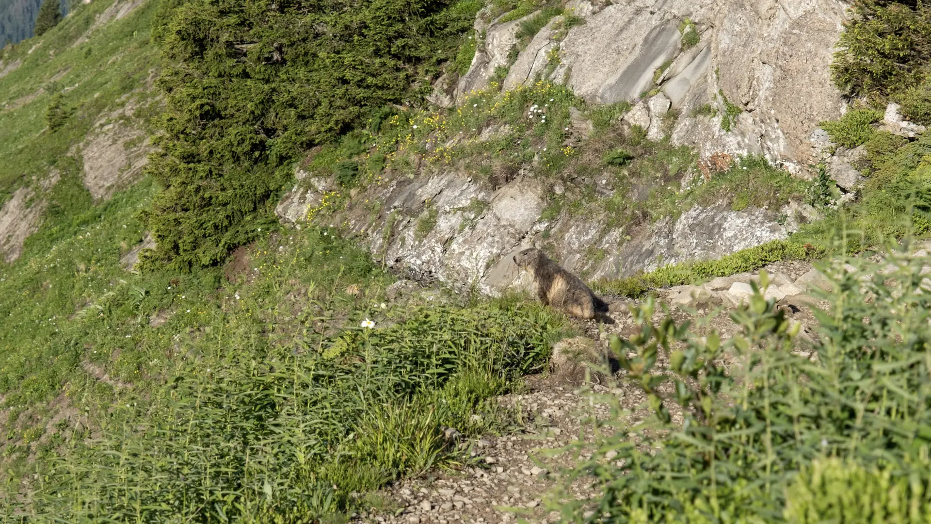 Marmottes