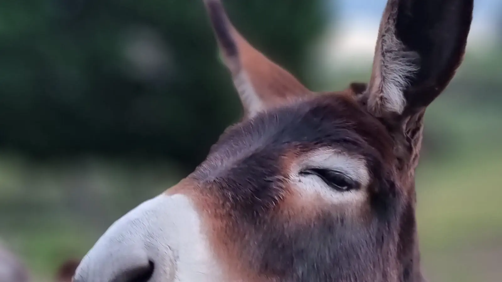 pour une promenade avec vous