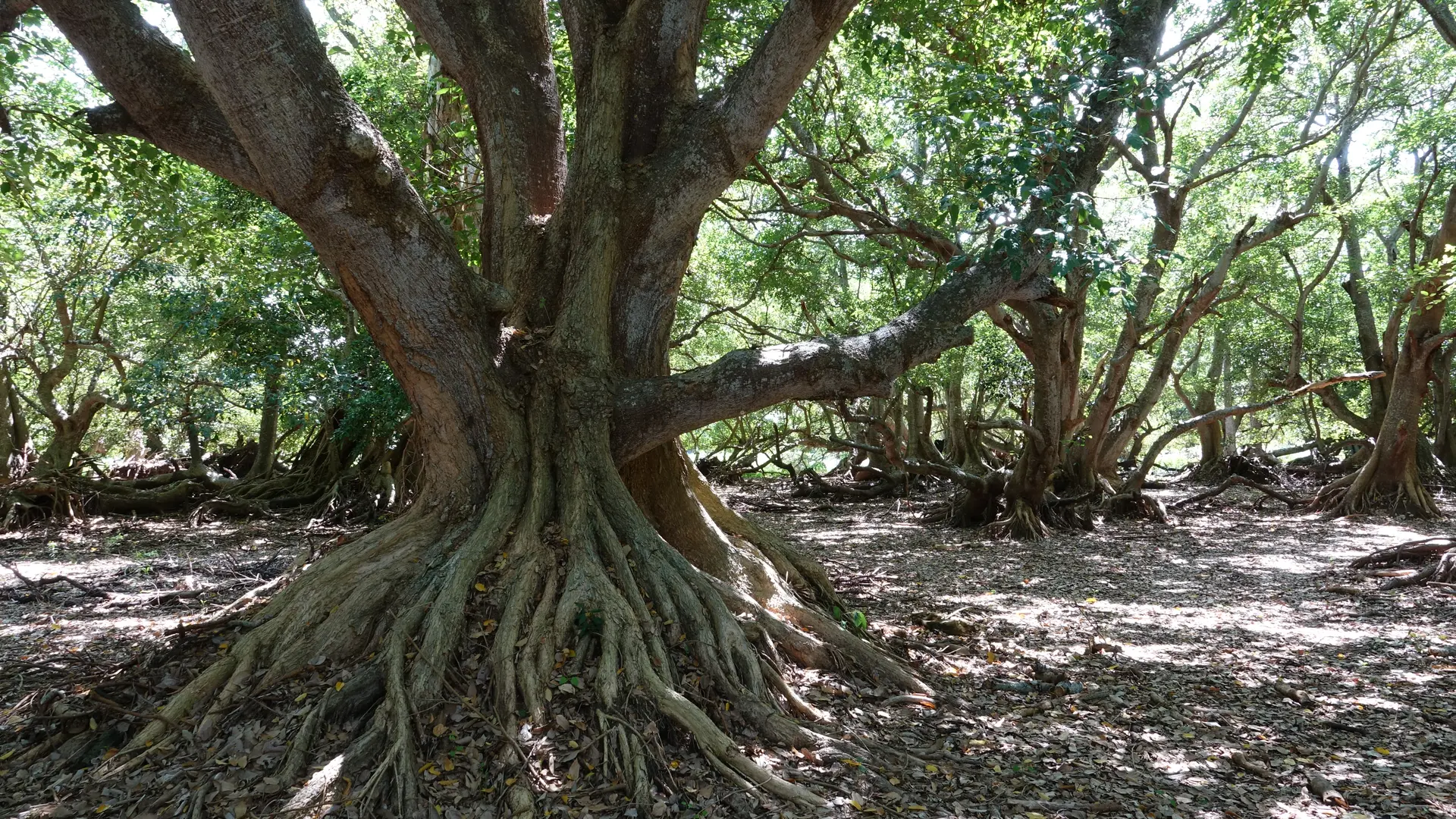 l'Arbre