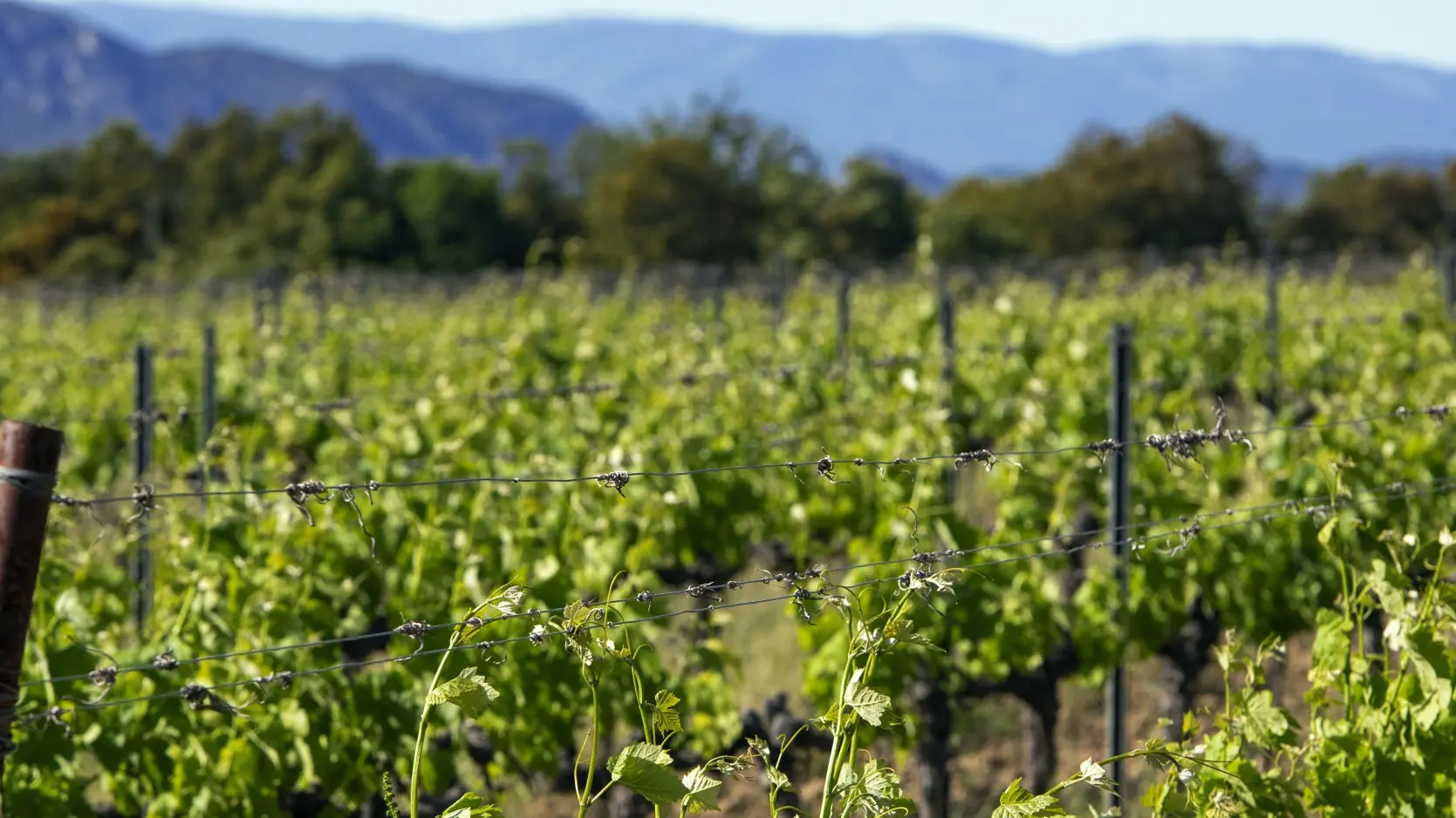 Les vignes - Domaine de Château Rousset