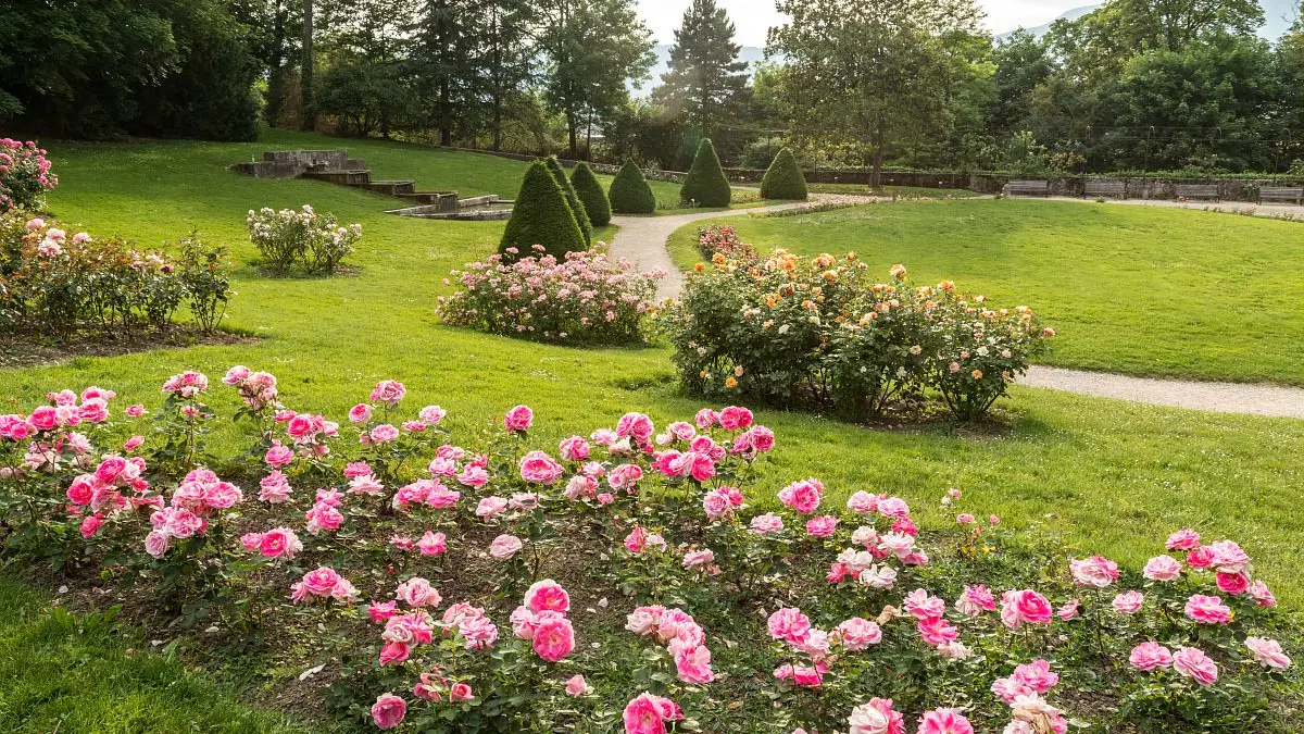 Roseraies à Buisson Rond