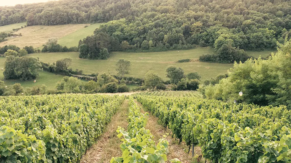 Les vignes