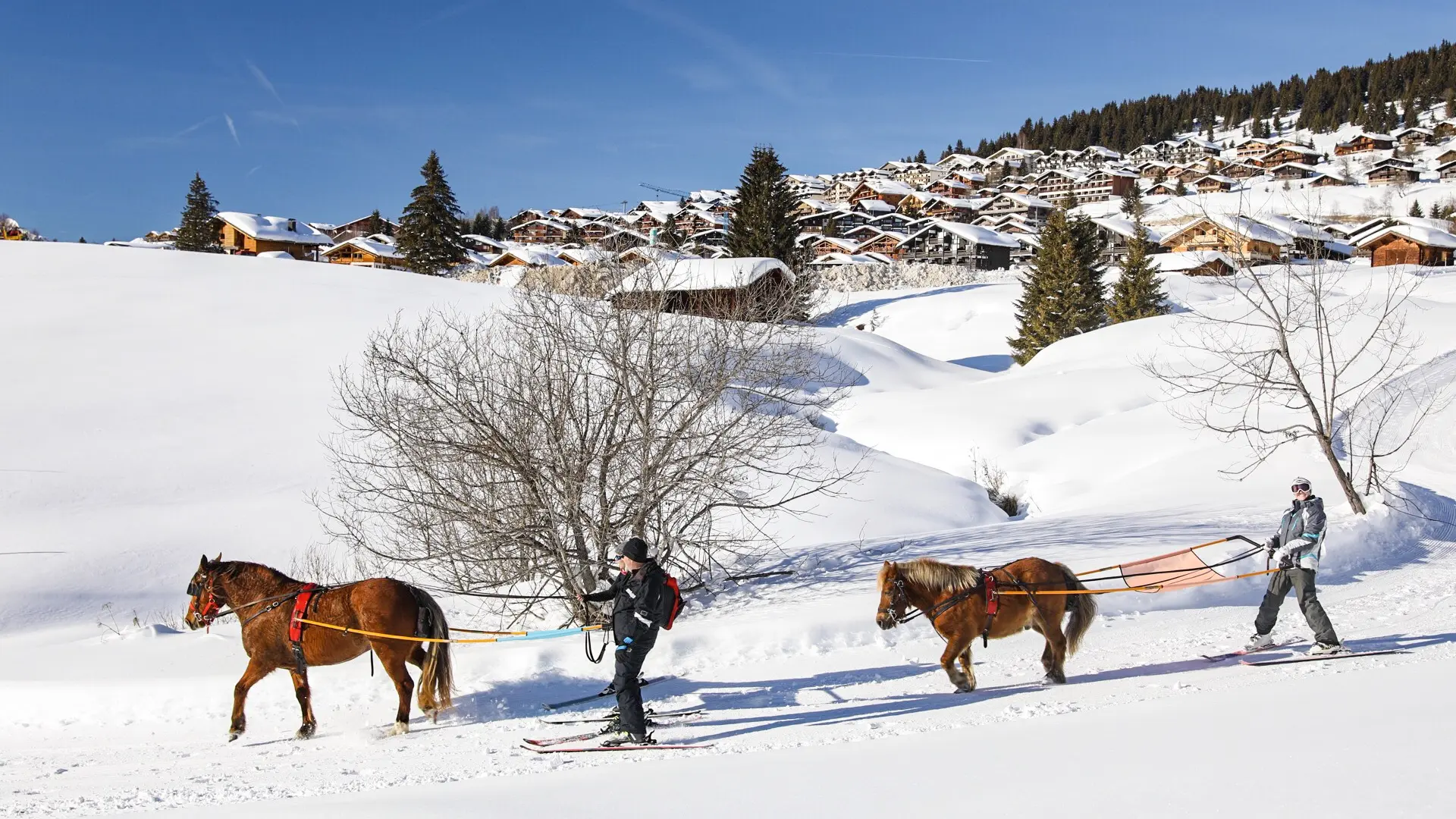 Initiation au ski joëring