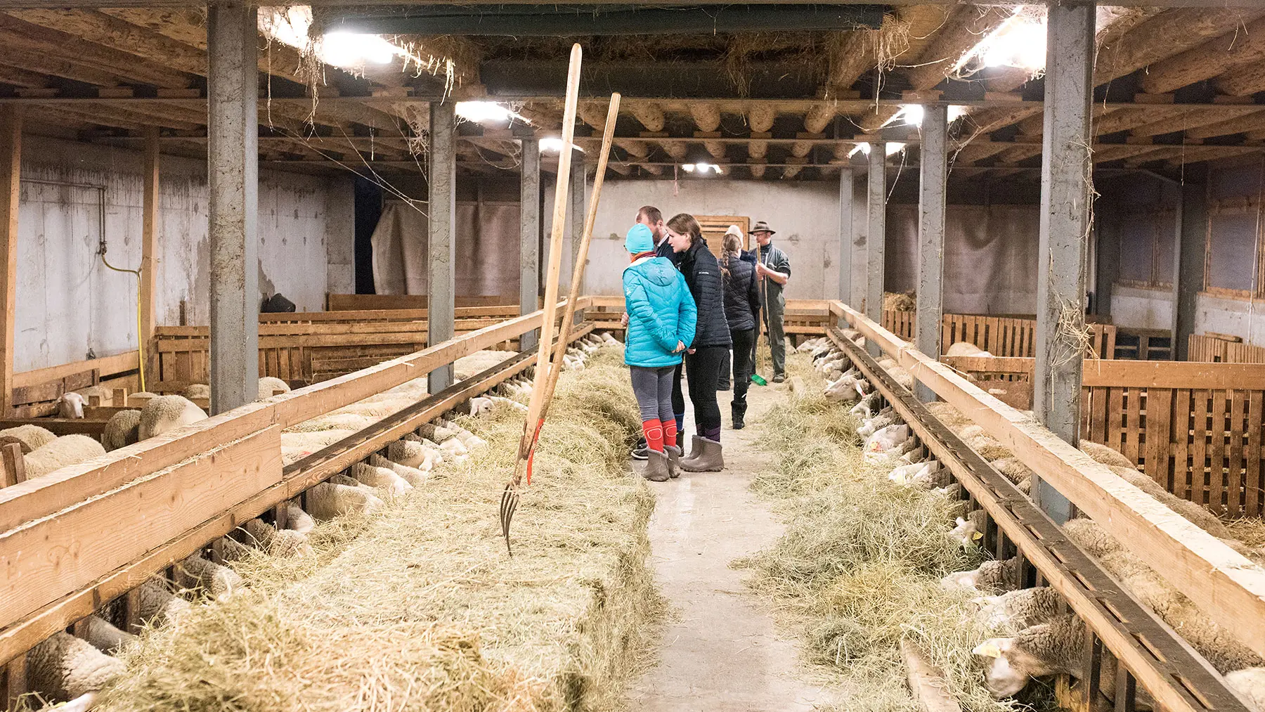 Venez assister à la traite des brebis tous les soirs à 17h