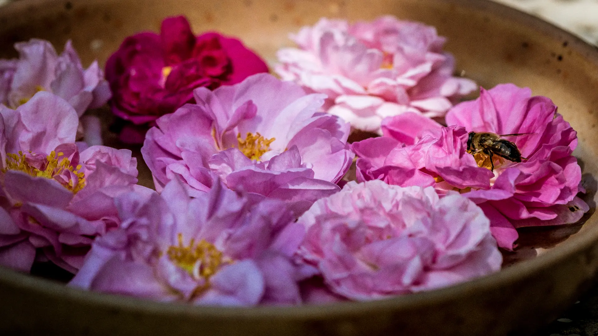 la rose et l'abeille