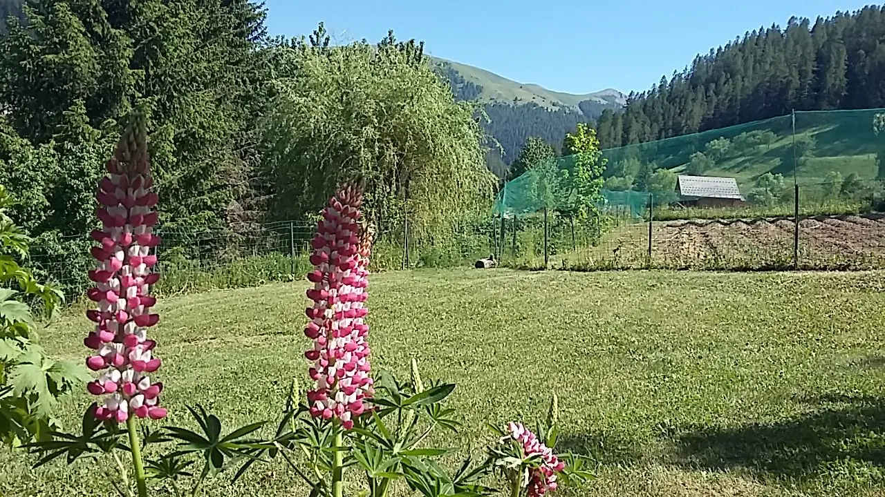 Espace extérieur - Gîte du Touron Beuil - Gîtes de France Alpes-Maritimes