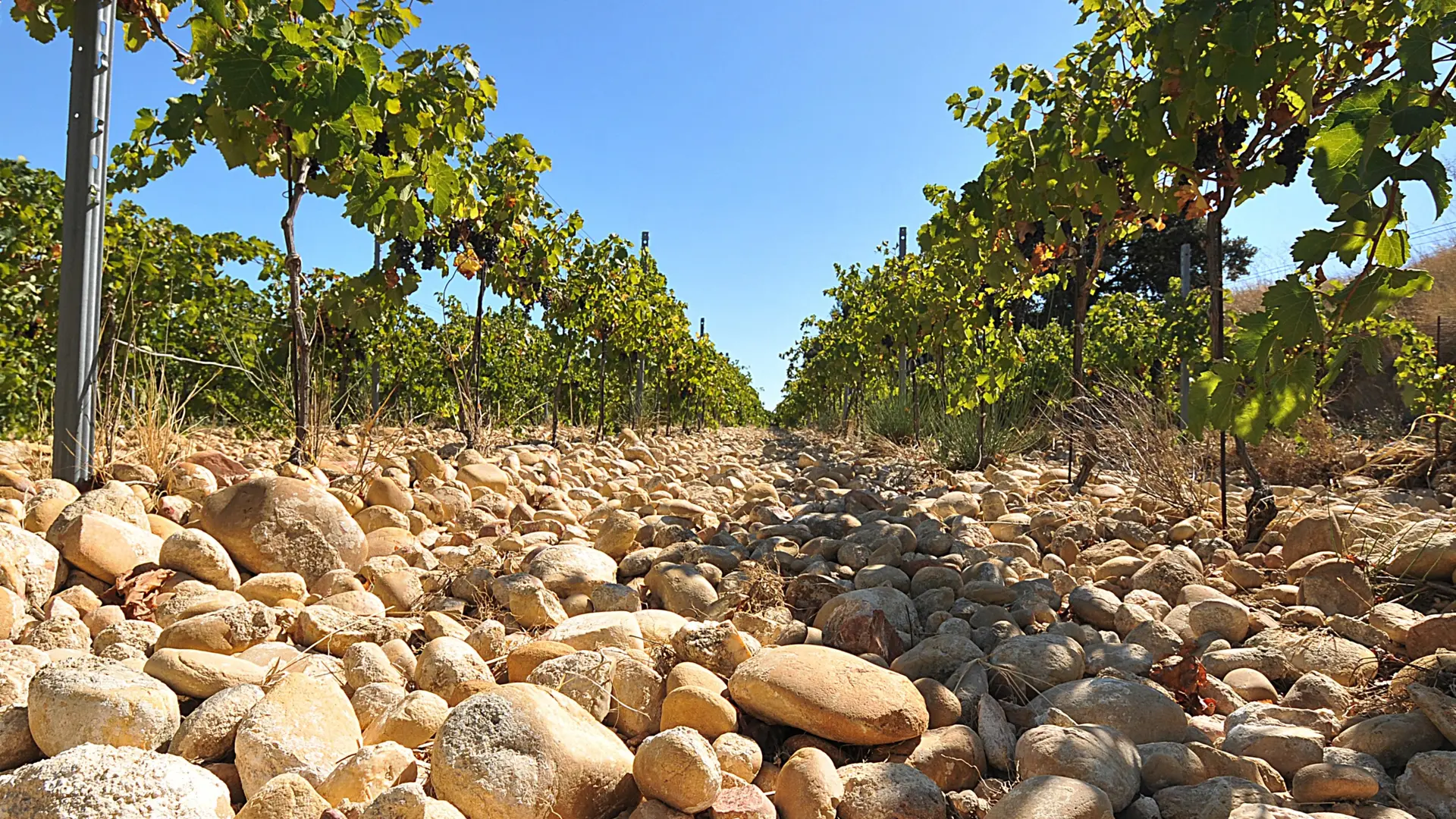 Le Jas des Papes - terroir de galets roulés