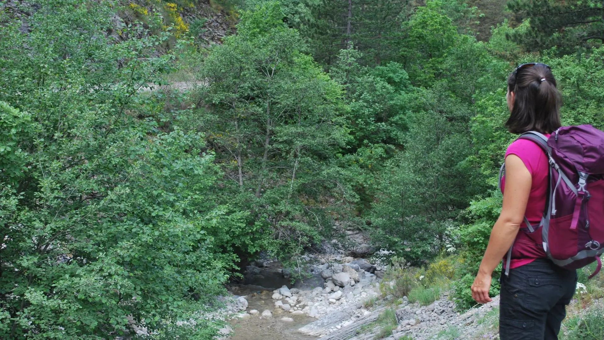 Forêt Domaniale du Vanson