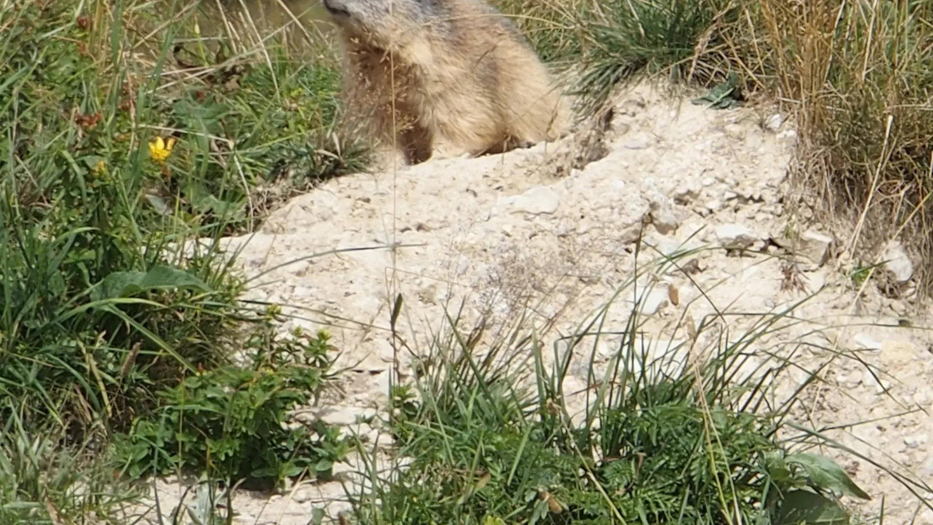 Marmotte à La Toussuire
