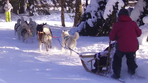 Chiens traineaux