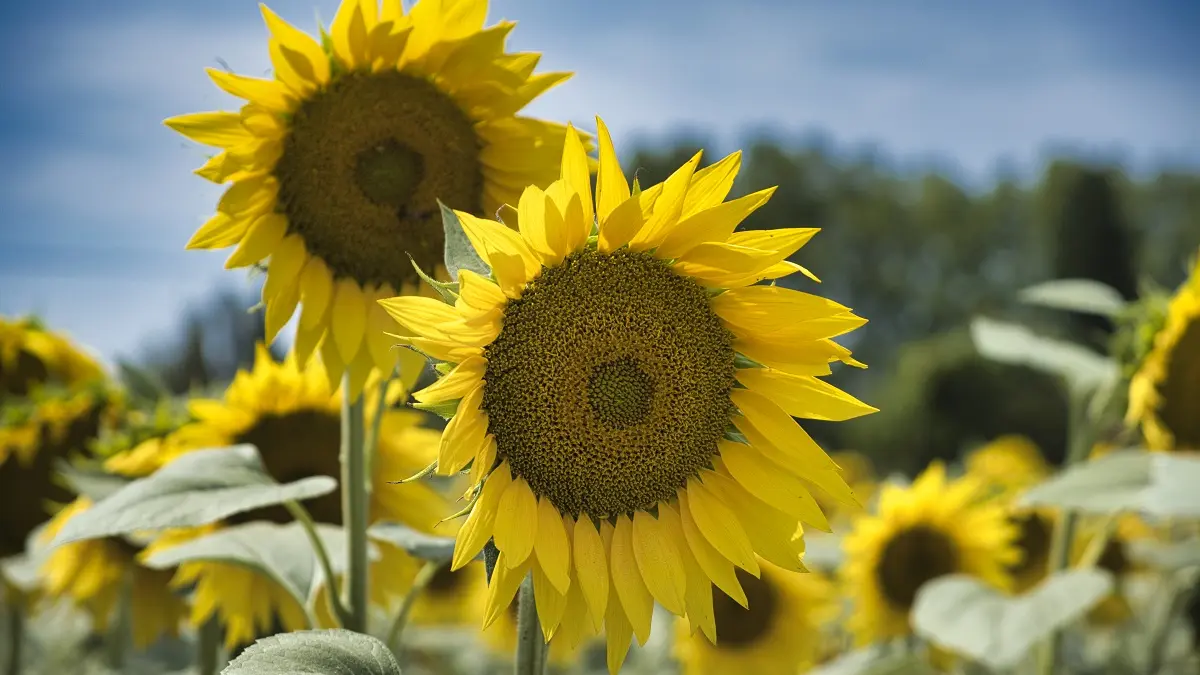 Les Tournesols