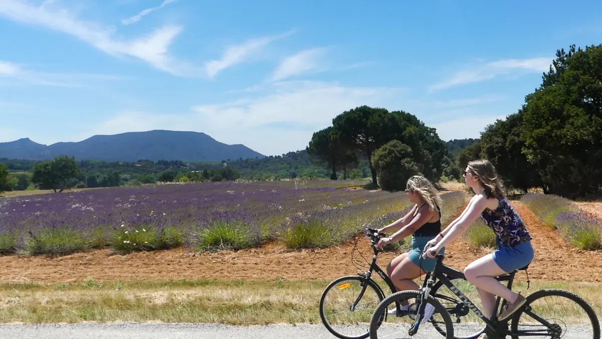 A vélo au pied des lavandes du domaine des Toulons