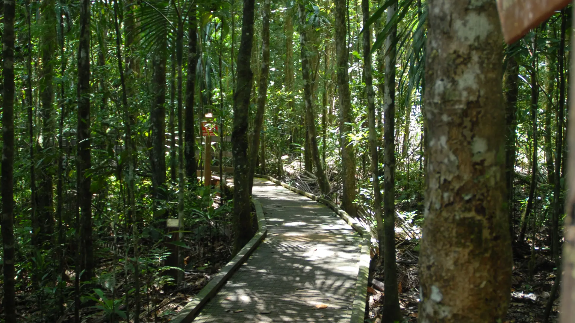 Cheminement dans la Grande Forêt