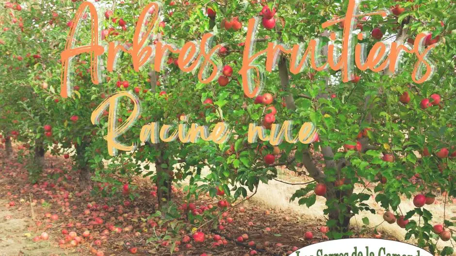 Les Serres de La Camandre_Fayence