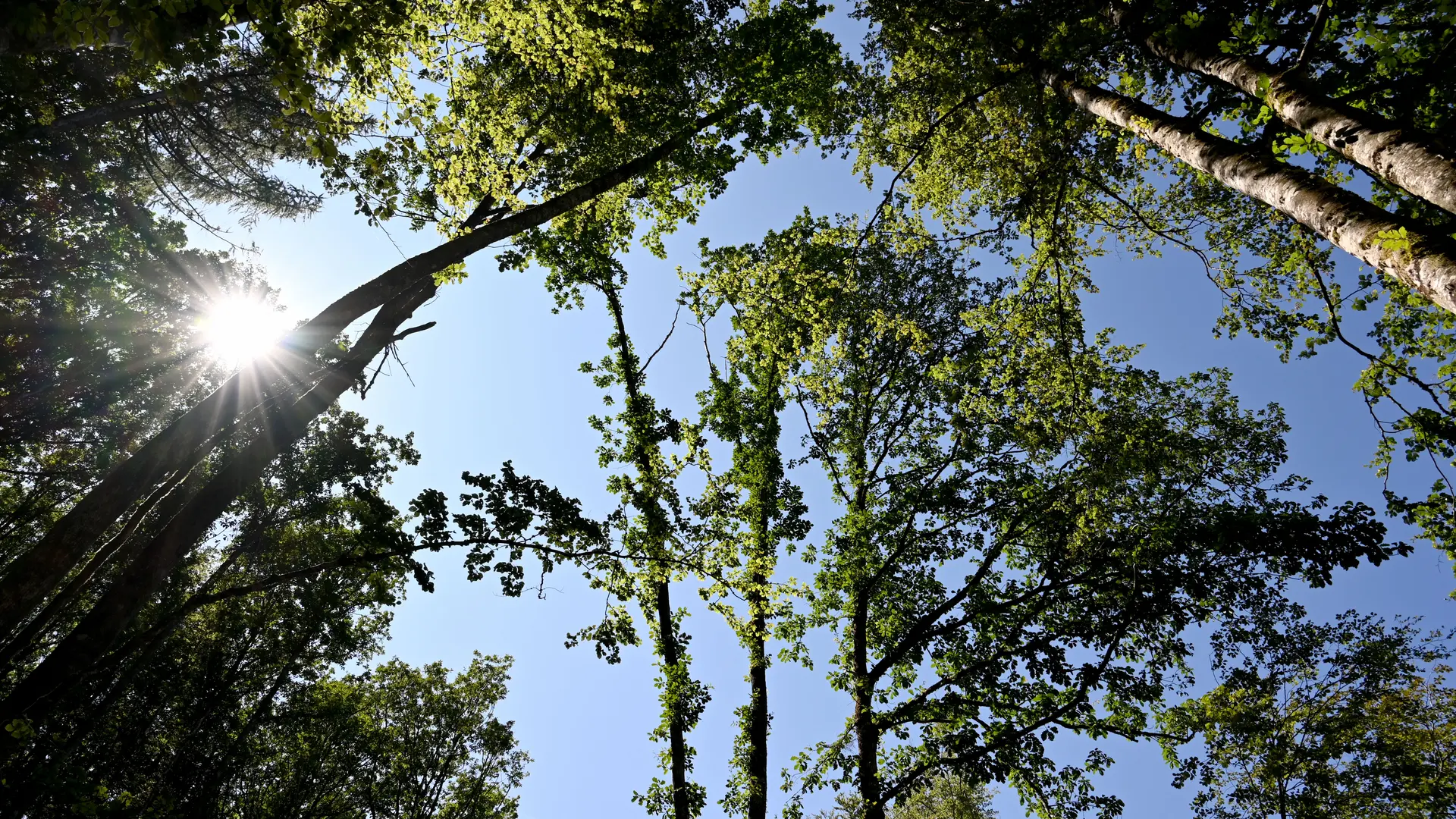 Forêt omniprésente
