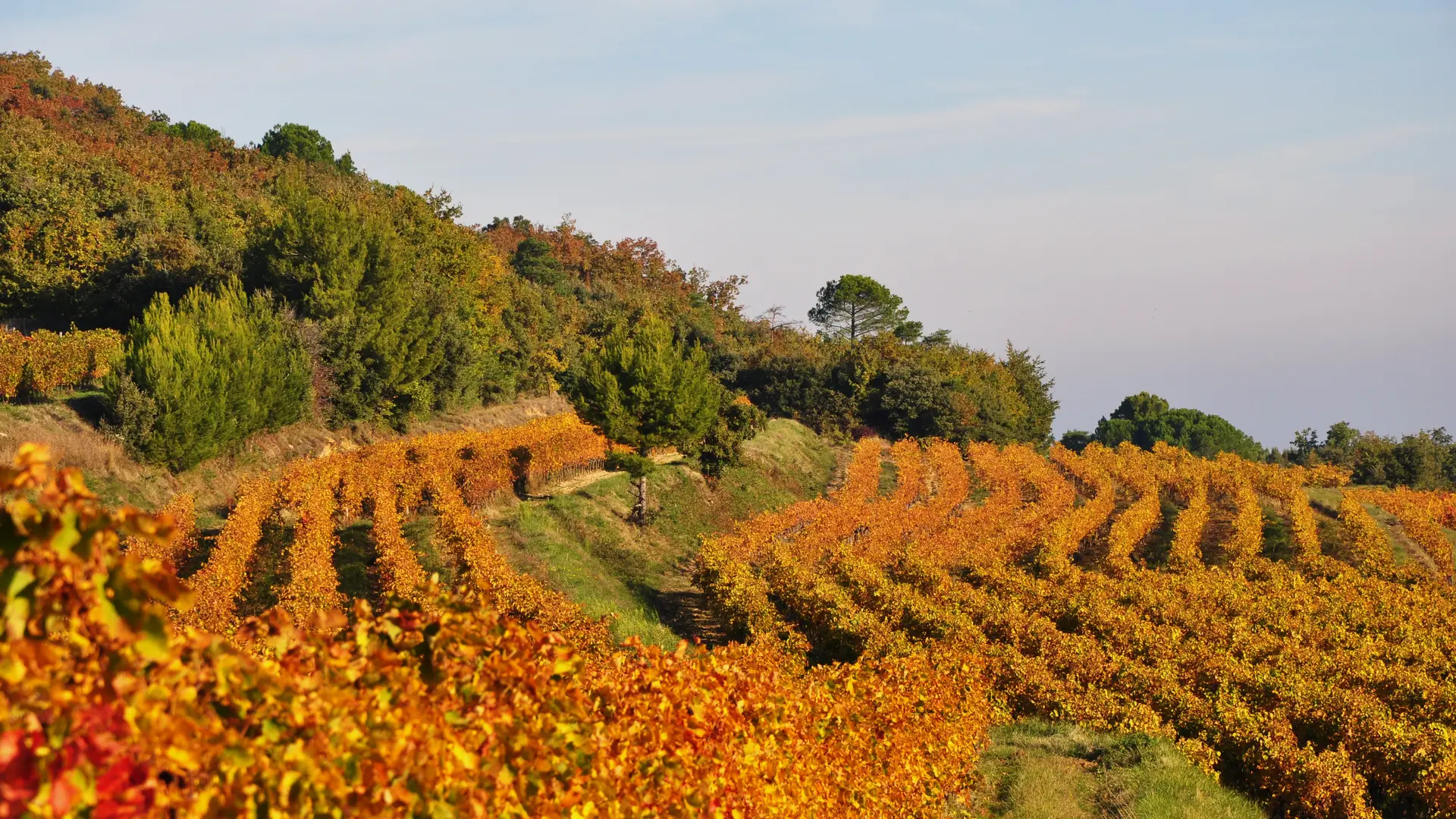 Les Vignes du Domaine La Rémjeanne