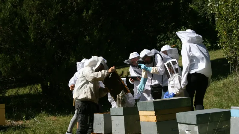 Apiculture Embrun