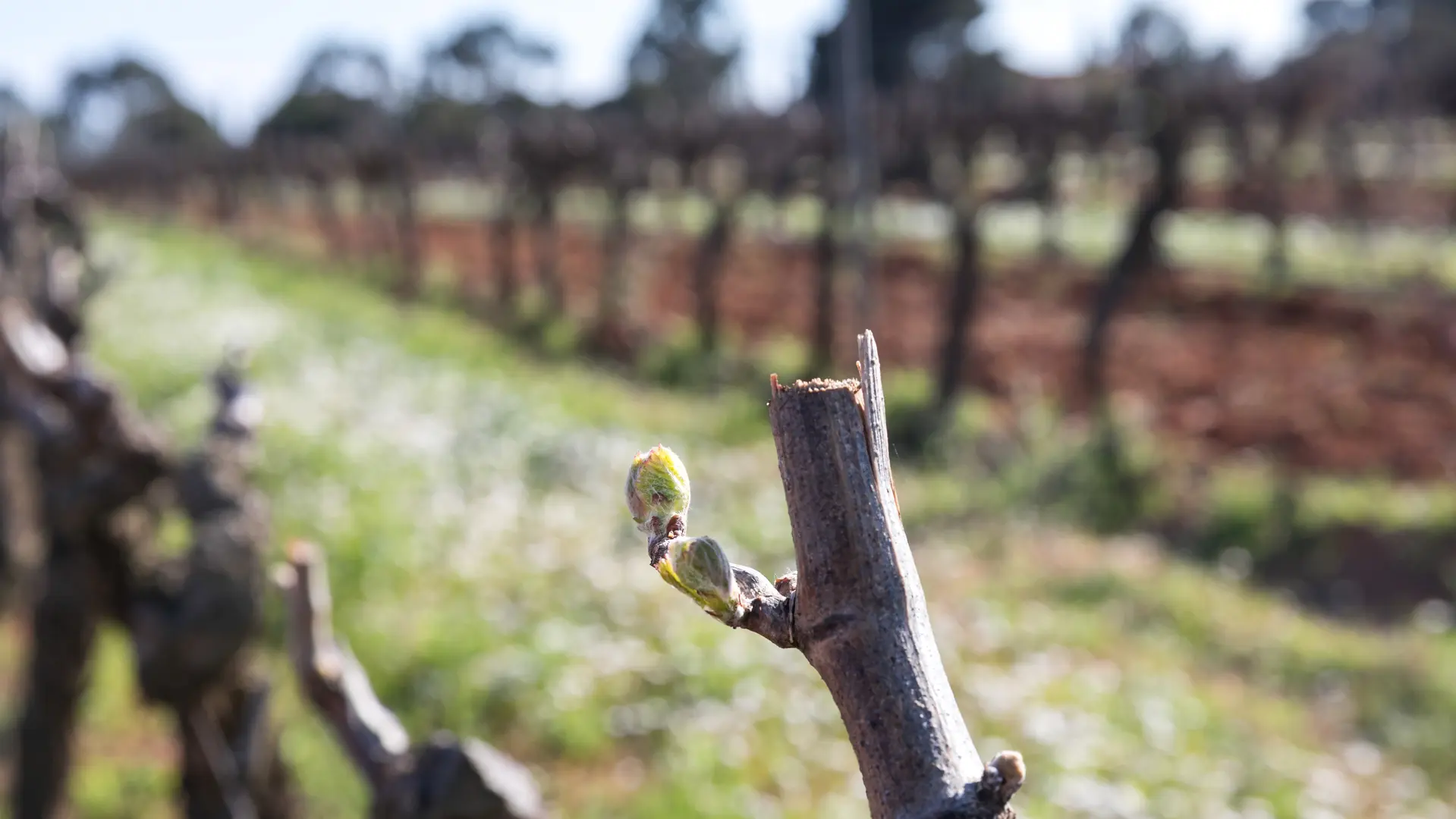 Bourgeon de vigne  Château Les Valentines