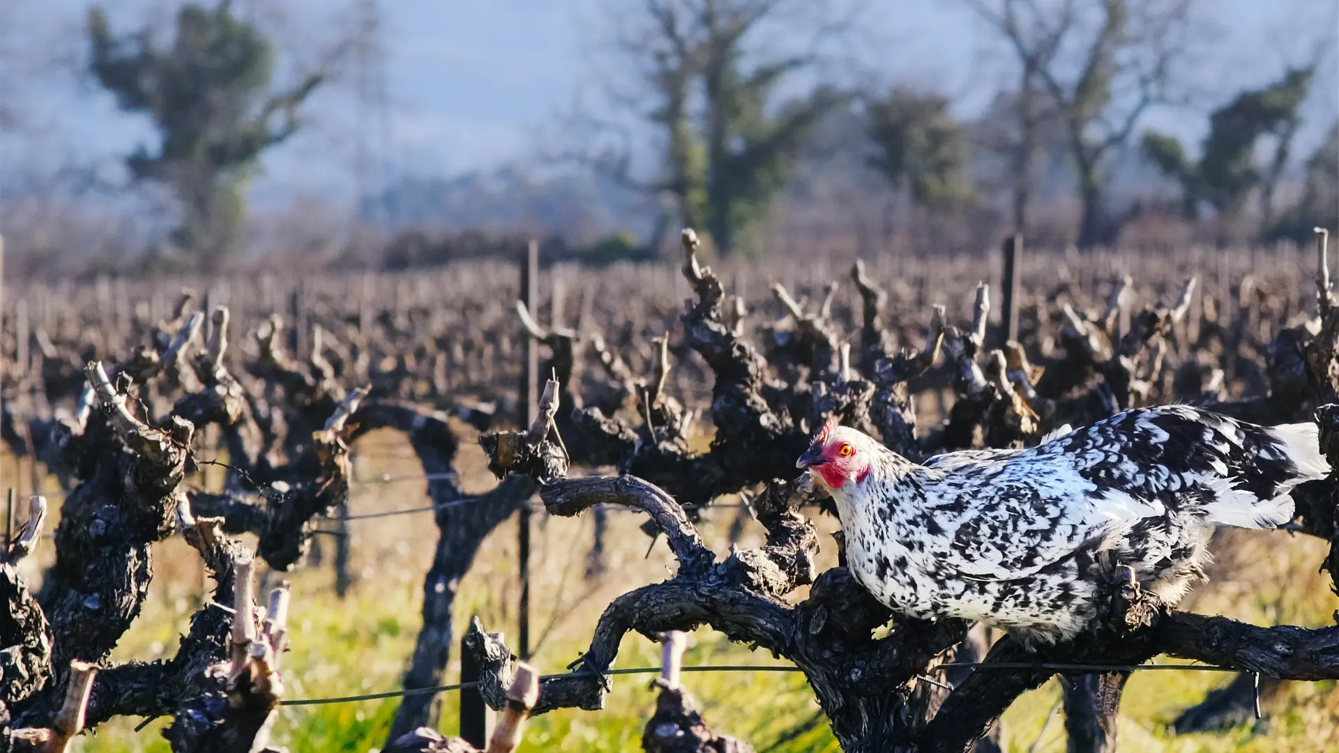 @Domaine Lucien Tramier