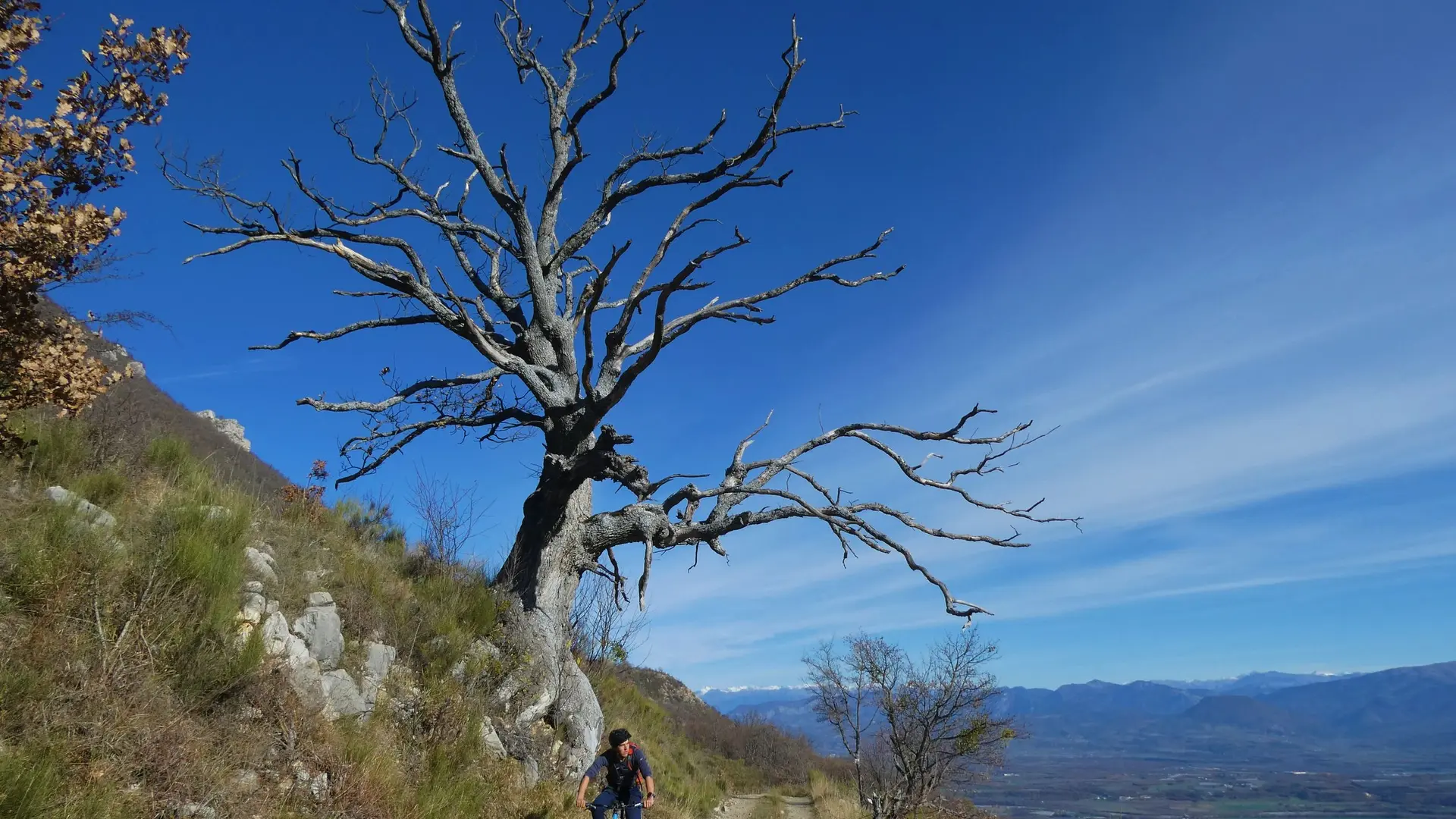 Arbre particulier le long du chemin