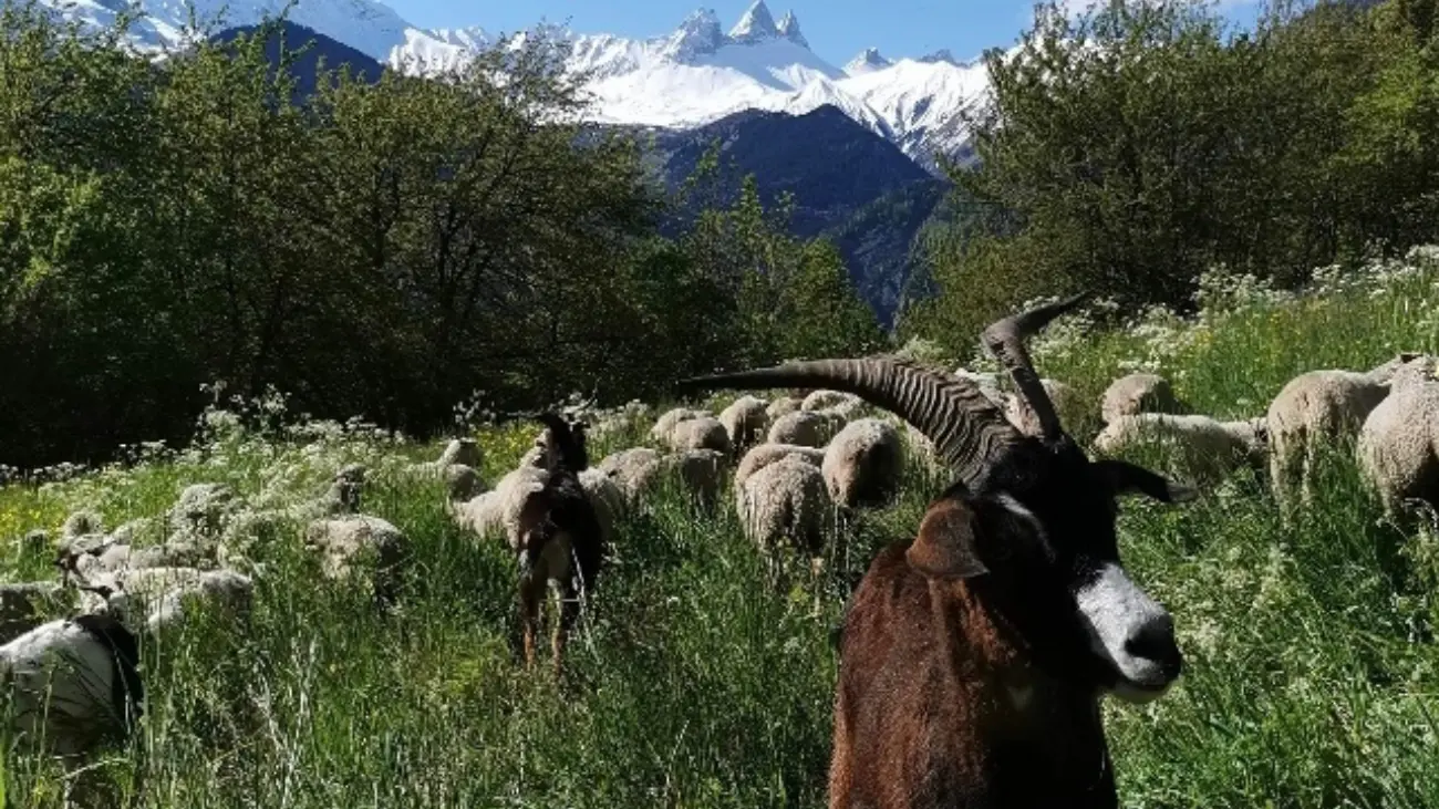 Bergerie de l'étoile