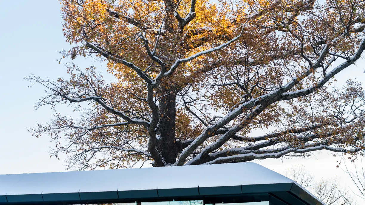 Le Bois sans Feuilles, restaurant à Ouches