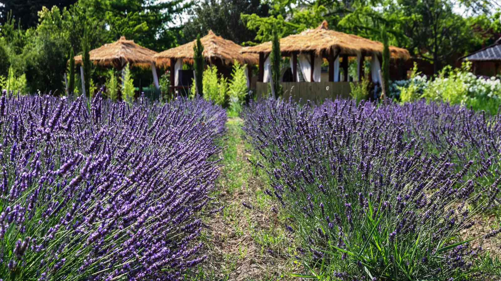 Notre champs de Lavande