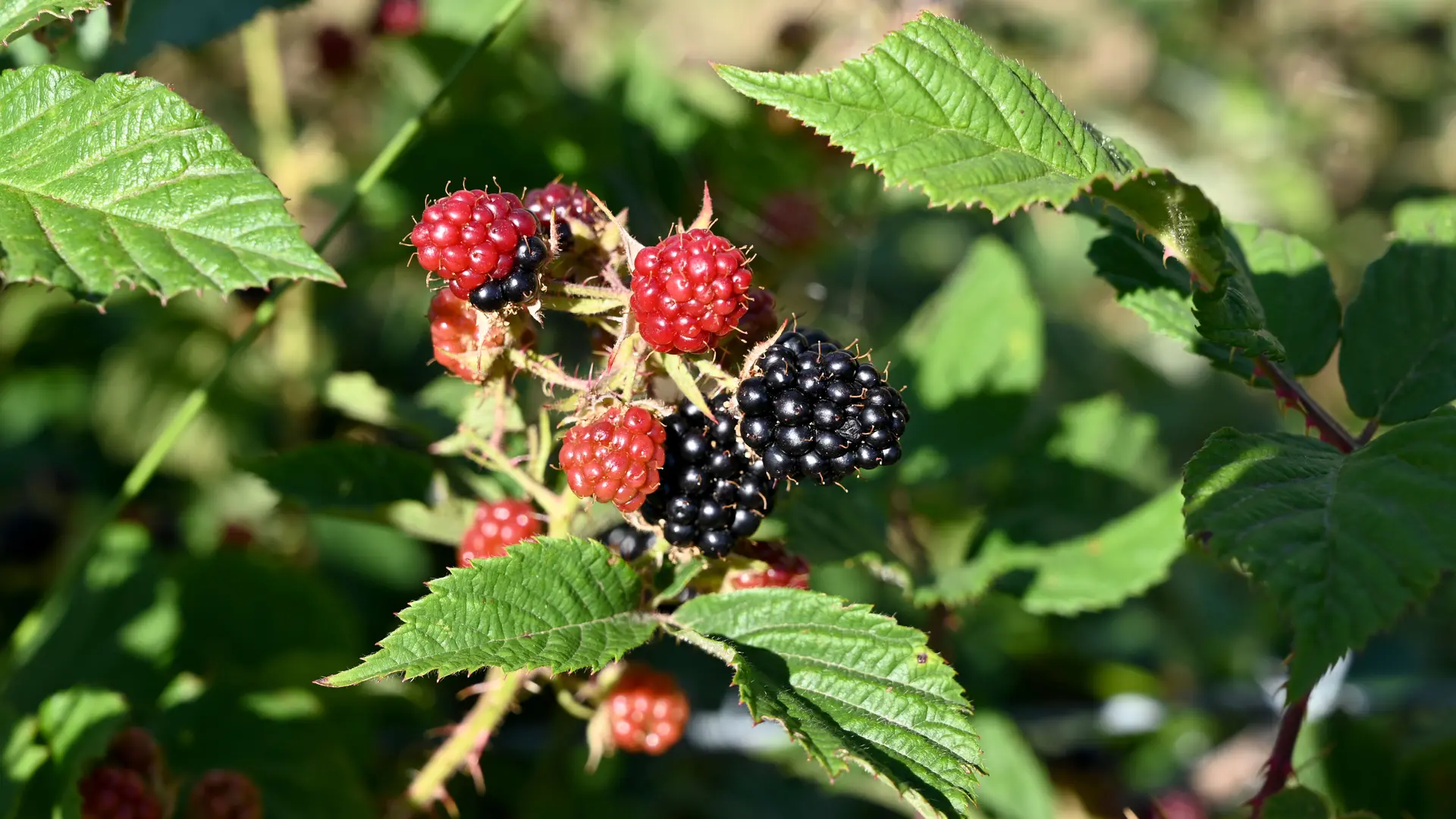 De délicieux fruits sur votre chemin