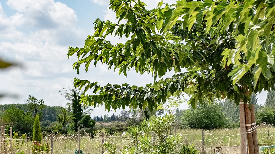 Mas Papabiou - Romanin_Eygalières