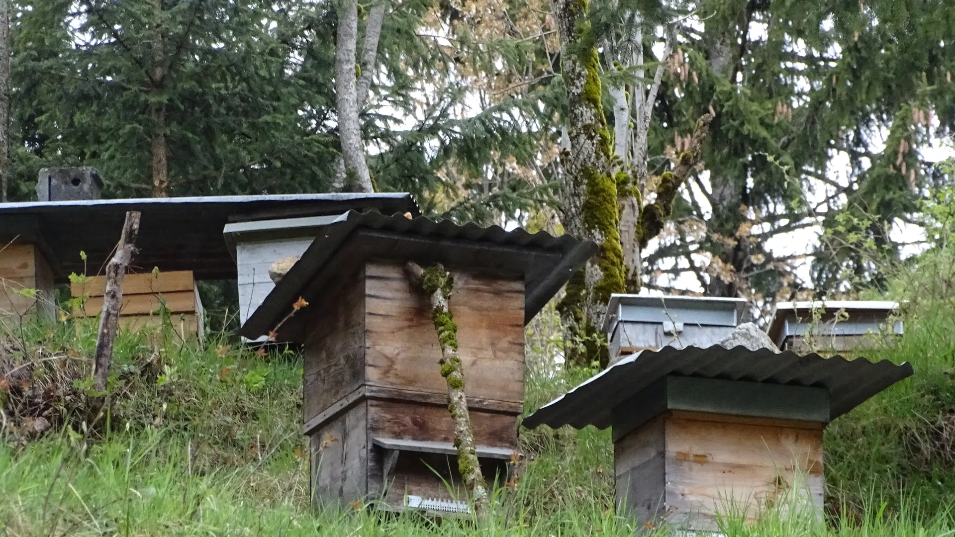 Ruches
