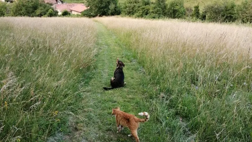 Le joli chemin qui mène au château en partant du gîte