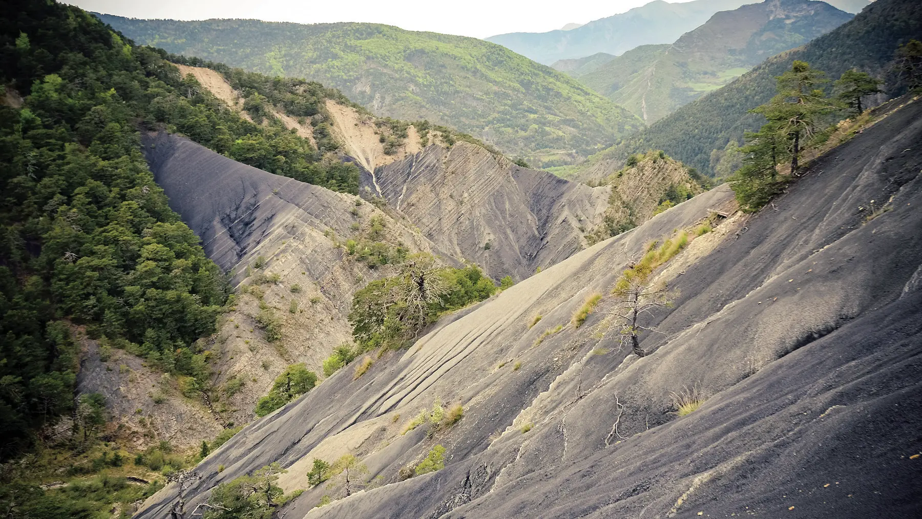Ichtyosaure de La Melaie