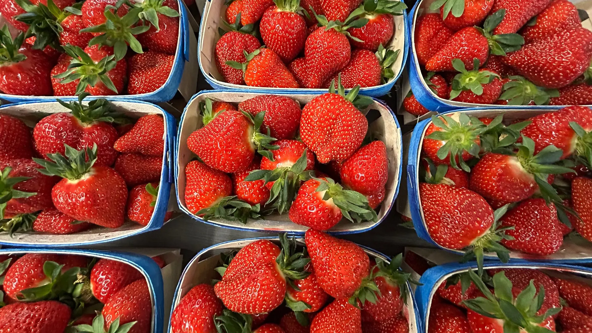 Sélection des fruits pour la préparation de la confiture de fraises