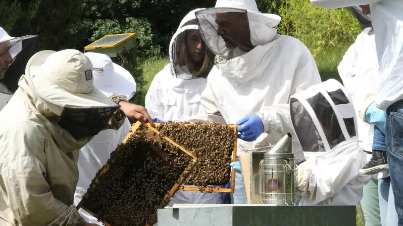 Apiculture Embrun