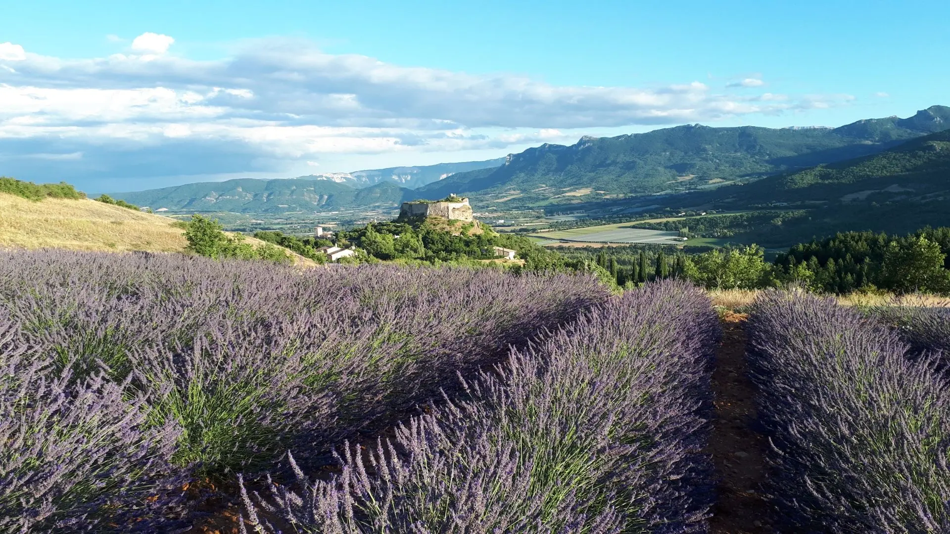 Le château depuis le plateau des Romeyères et ses lavandes